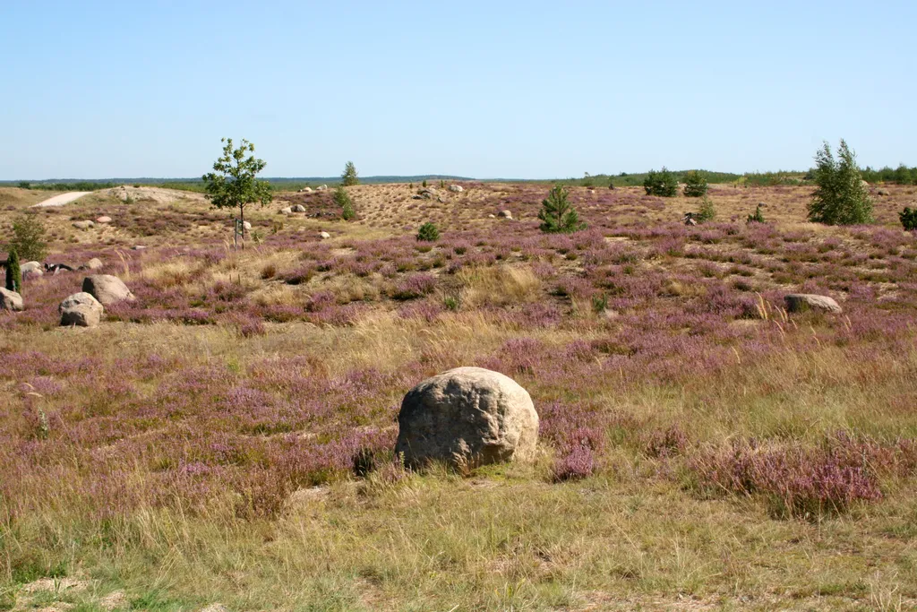 Findlinge und Heidepflanzen im Findlingspark Nochten