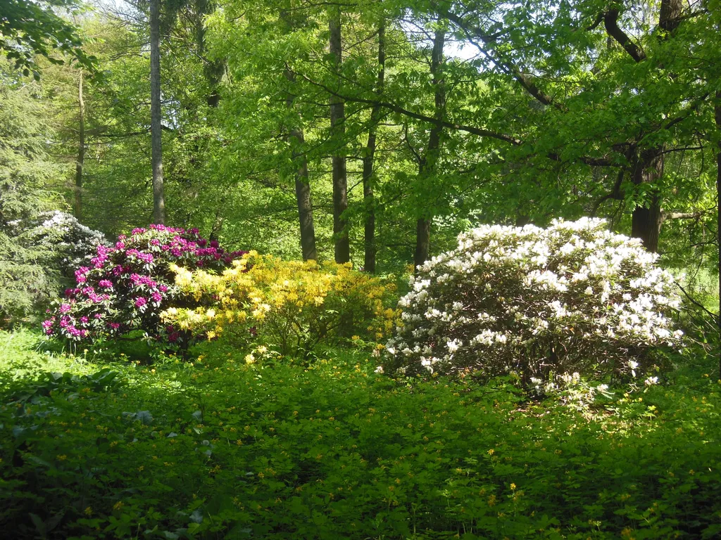 Wege im Azaleen- und Rhododendronpark Kromlau
